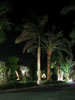 Palmen in de nacht